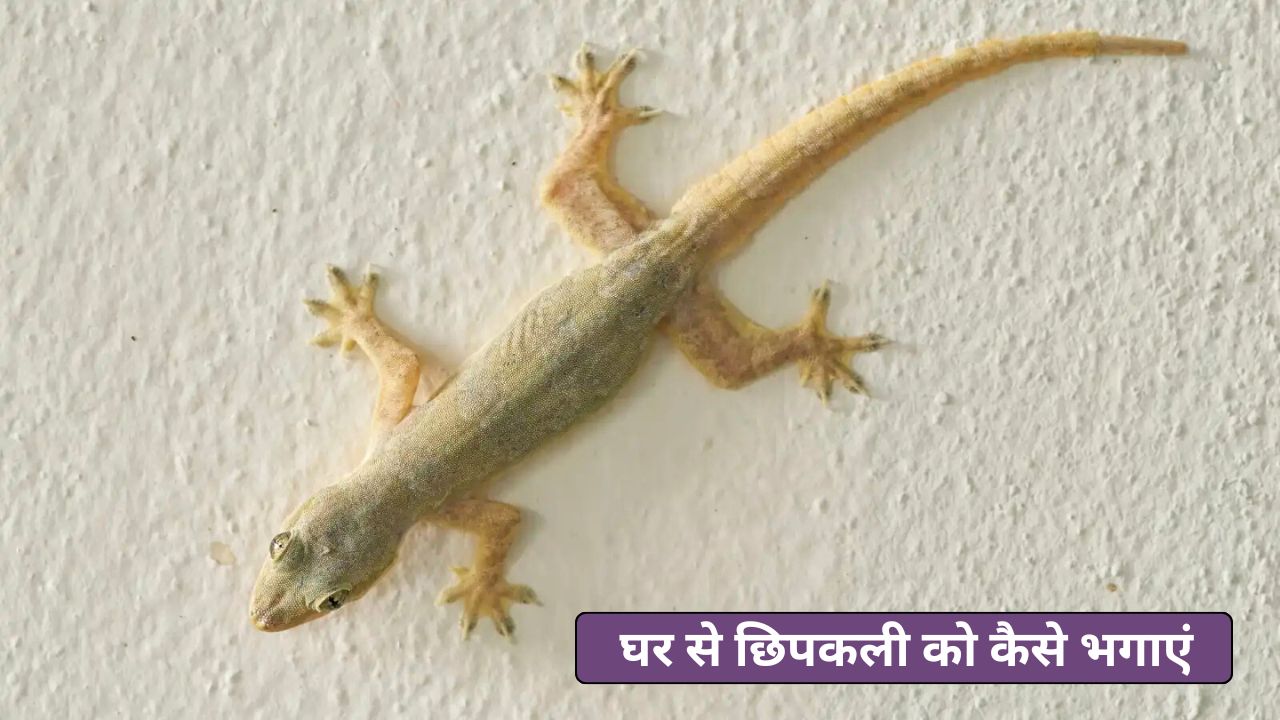 घर से छिपकली (Lizard) को कैसे भगाएं, इस ट्रिक को आजमाएंएक भी छिपकली नजर नहीं आएगा